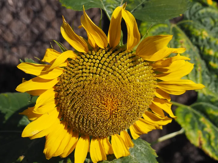 Close-up of a sunflower (Helianthus)